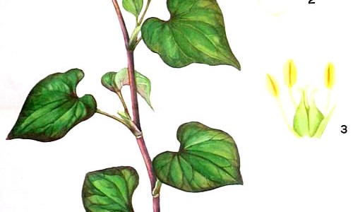 伸筋草功效主治每次多少克-伸筋草功效主治网-分享伸筋草功效作用与主治，伸筋草功效主治用法用量知识库
